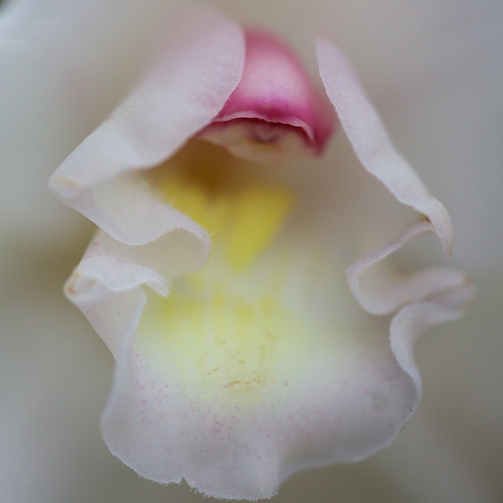 Orchid-4.jpg
